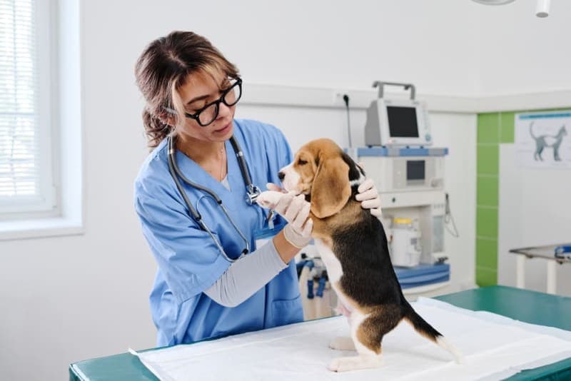 Puppy’s First Vet Visit: Checklist & What to Expect Puppy’s First Vet Visit: Checklist & What to Expect