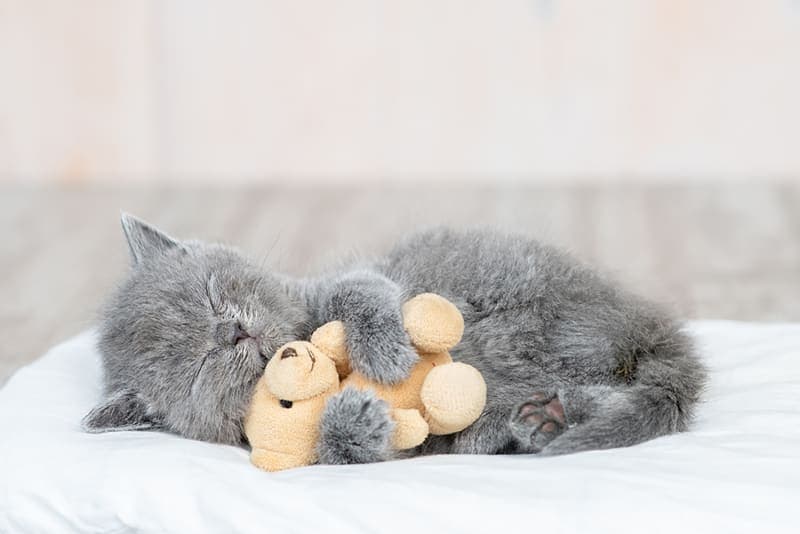 How often do you take a cat to the vet? How often do you take a cat to the vet?