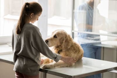 Cushing's Disease in Dogs Cushing's Disease in Dogs