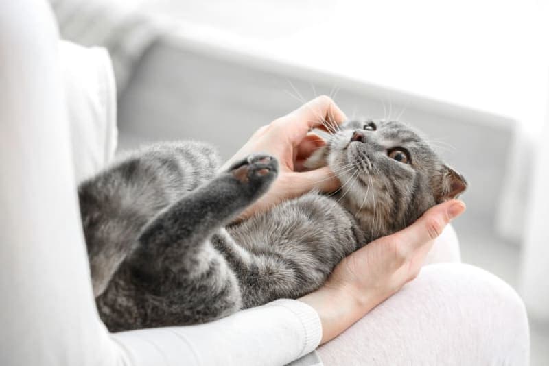 Kitten Age Chart: How to Tell How Old a Kitten Is Kitten Age Chart: How to Tell How Old a Kitten Is