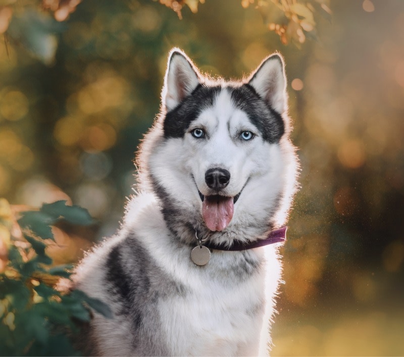 Dana Park Veterinary Hospital Hero Image Dana Park Veterinary Hospital Hero Image