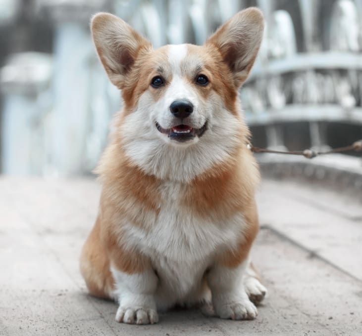 Welcome to Tender Care Animal Hospital Hero Image Welcome to Tender Care Animal Hospital Hero Image