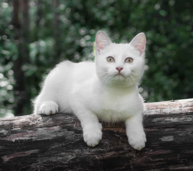 Greenbrier-Springfield Animal Hospital Hero Image Greenbrier-Springfield Animal Hospital Hero Image