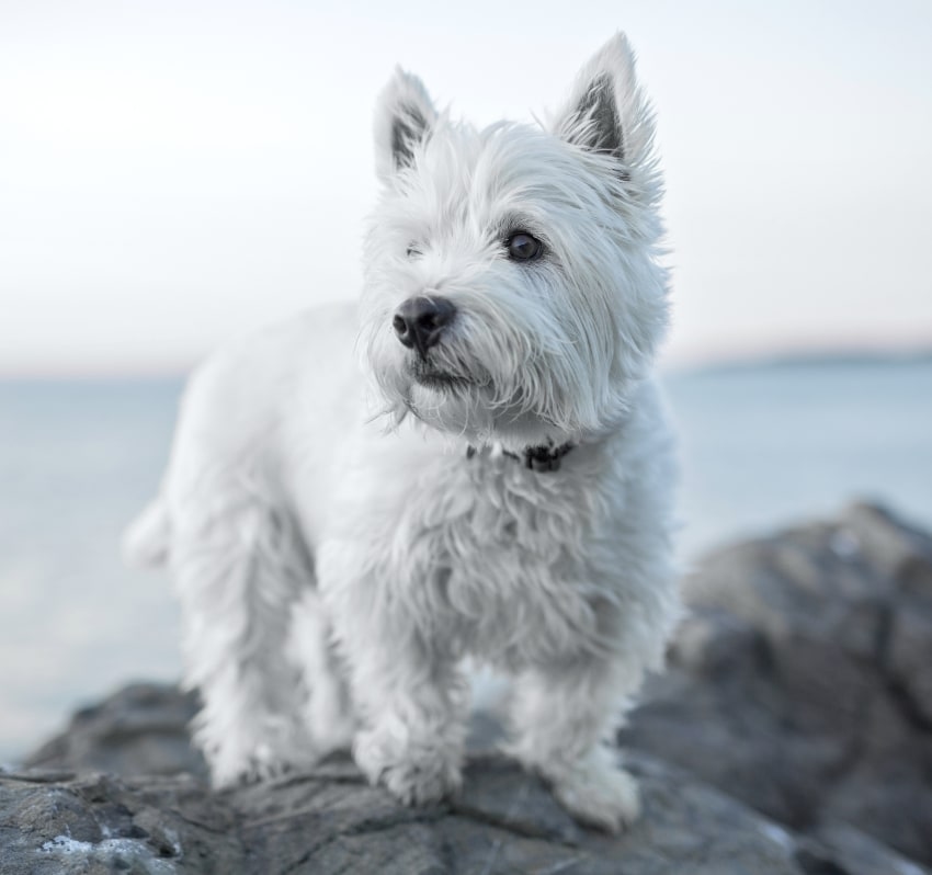 Alondra Animal Hospital in Gardena Hero Image Alondra Animal Hospital in Gardena Hero Image