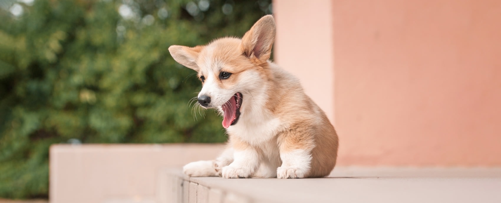 Aerowood Animal Hospital in Bellevue Hero Image Aerowood Animal Hospital in Bellevue Hero Image