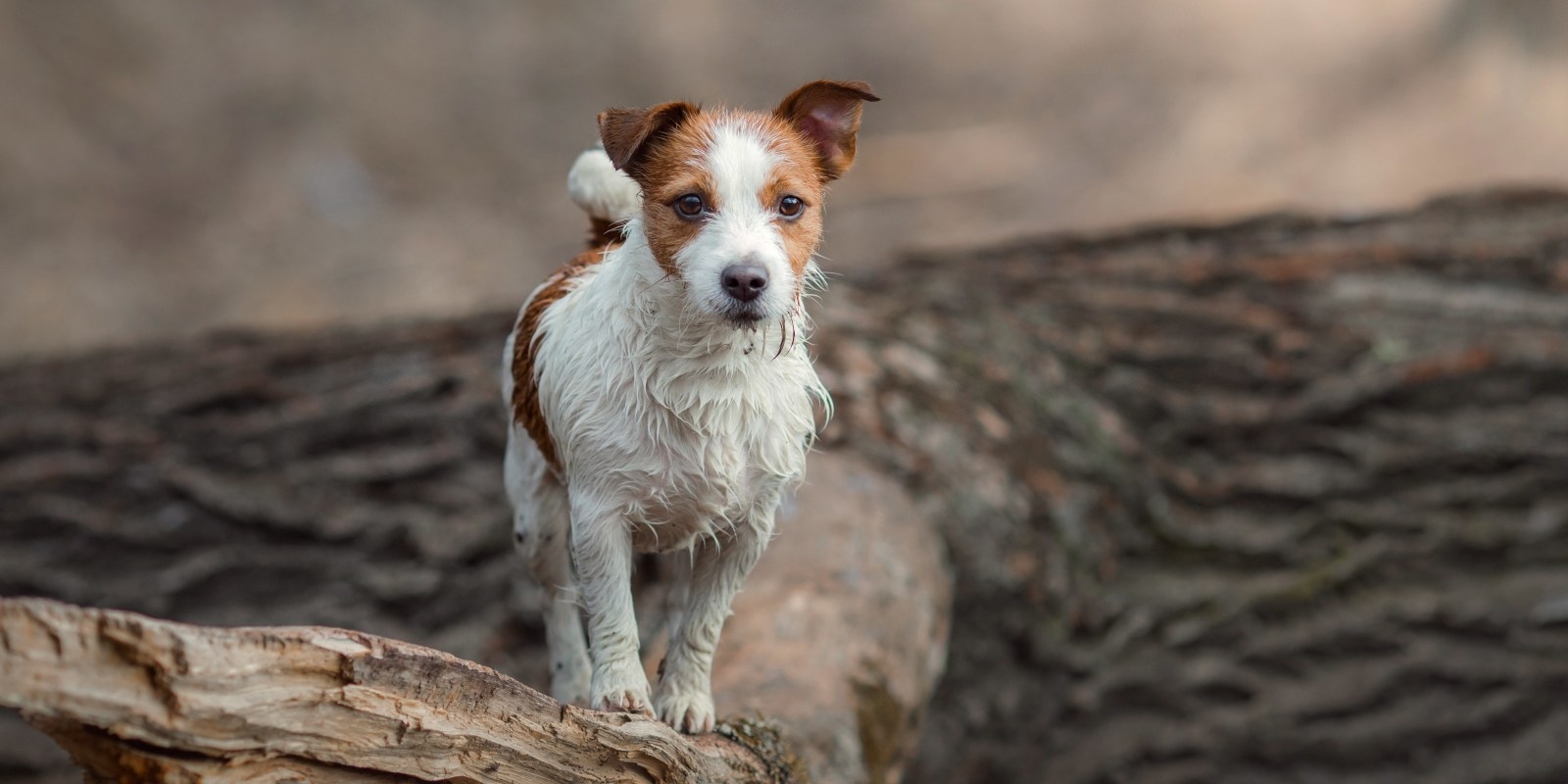 St. Michaels Companion Animal Hospital Hero Image St. Michaels Companion Animal Hospital Hero Image
