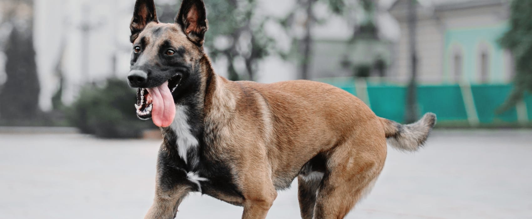 Bowman Road Animal Clinic Hero Image Bowman Road Animal Clinic Hero Image