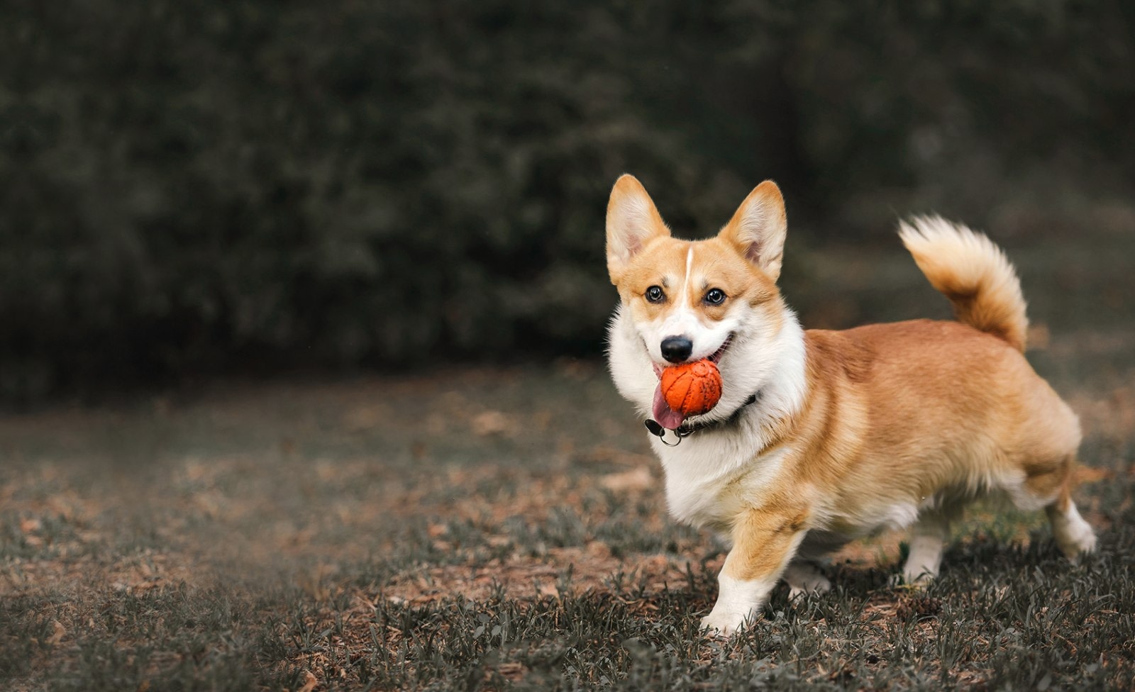 Veterinary Associates Hero Image Veterinary Associates Hero Image