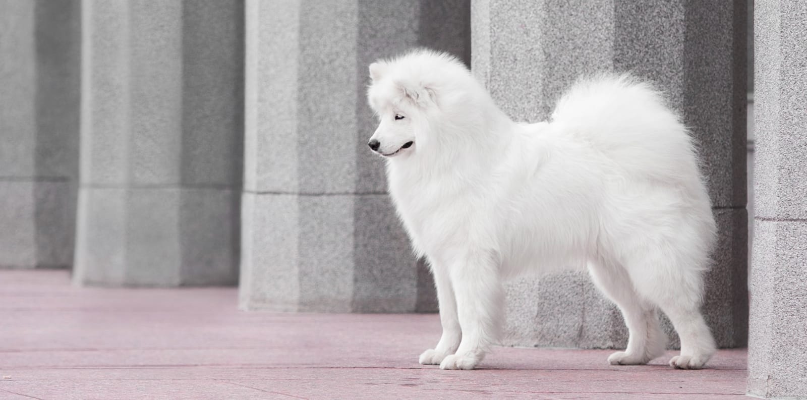 Pets on Broadway Animal Hospital Hero Image Pets on Broadway Animal Hospital Hero Image