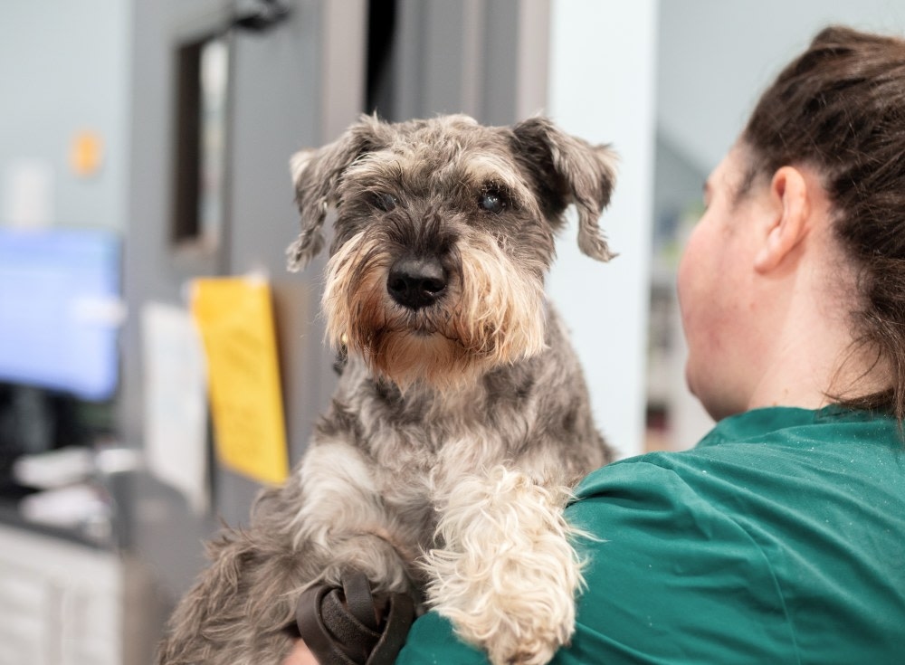 Welcome to Veterinary Medical Center of Long Island Hero Image Welcome to Veterinary Medical Center of Long Island Hero Image