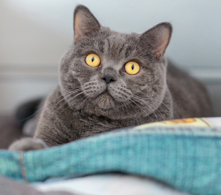 Hunter's Animal Hospital Hero Image Hunter's Animal Hospital Hero Image