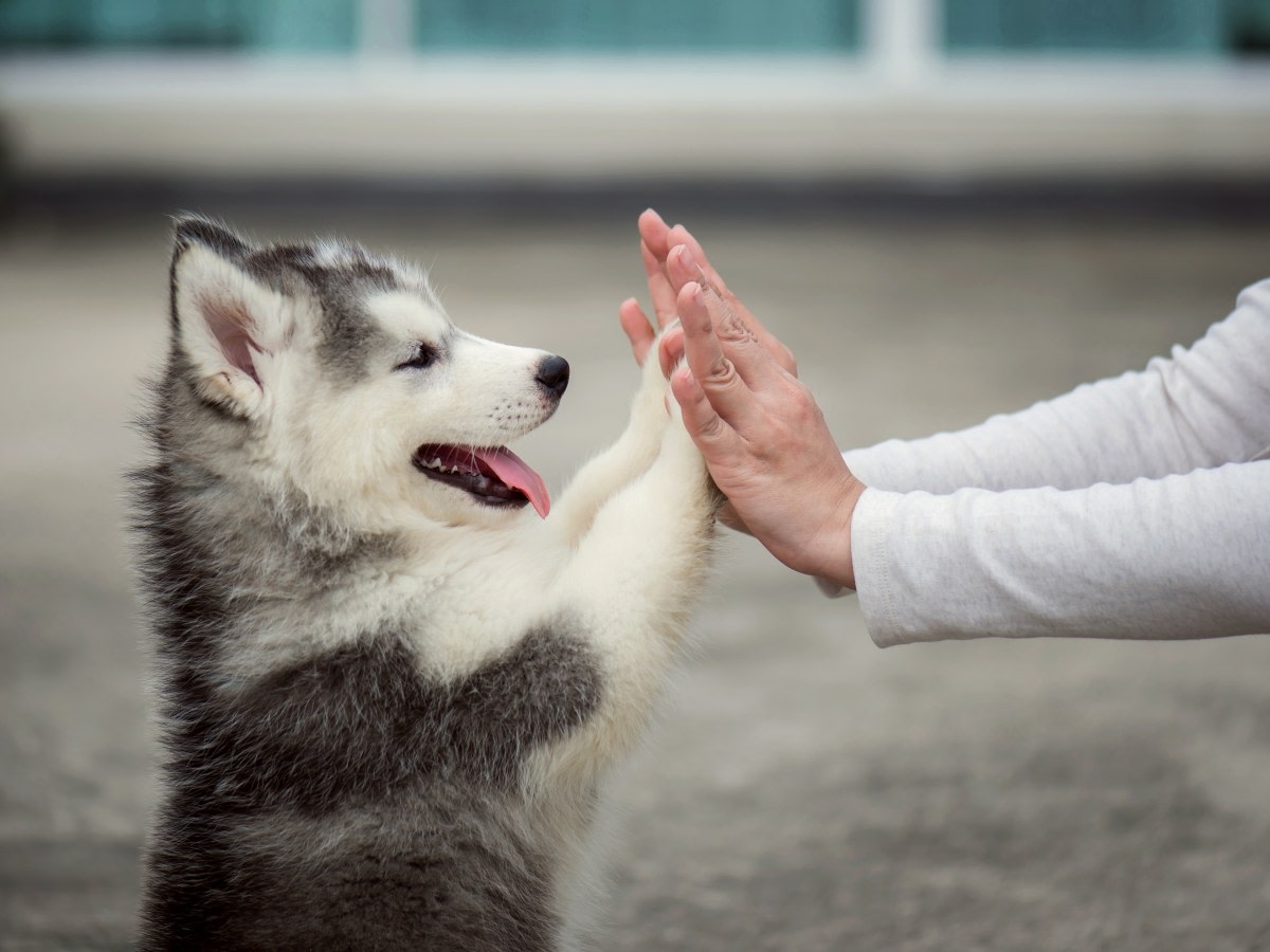 San Roque Pet Hospital Hero Image San Roque Pet Hospital Hero Image