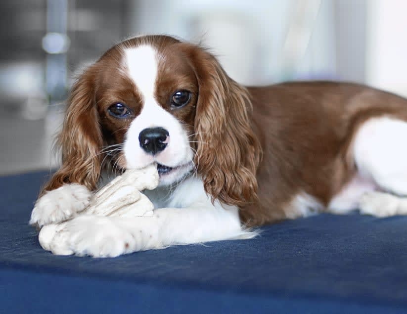 Orlando Veterinary Clinic Hero Image Orlando Veterinary Clinic Hero Image