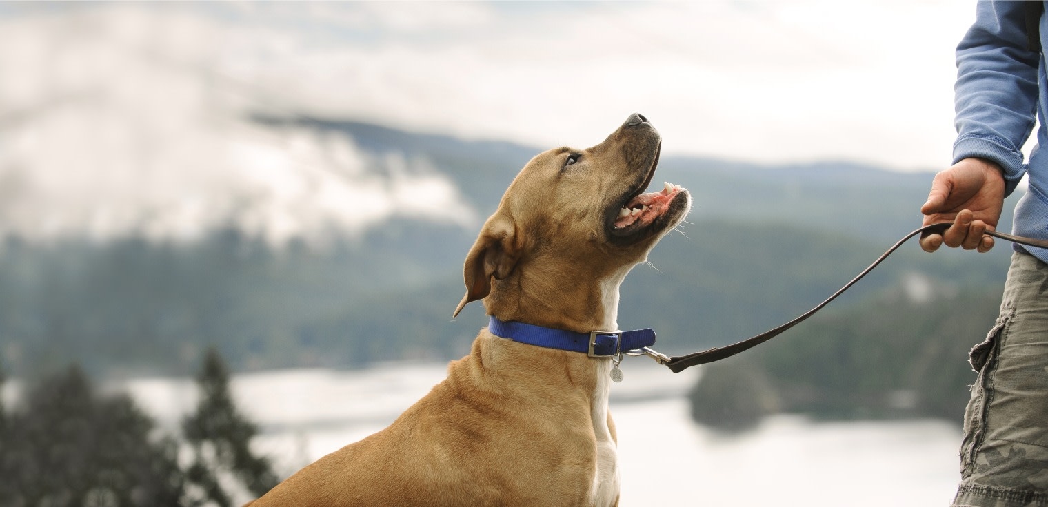 Animal General Hero Image Animal General Hero Image