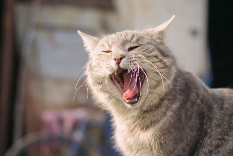 Why does my cat's breath smell bad? Why does my cat's breath smell bad?