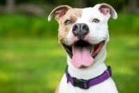 Chronic Pain in Dogs Chronic Pain in Dogs