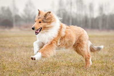 Common Dog Knee Surgeries Common Dog Knee Surgeries