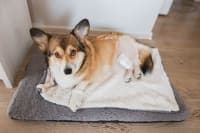 Hip Dysplasia Surgery in Dogs Hip Dysplasia Surgery in Dogs